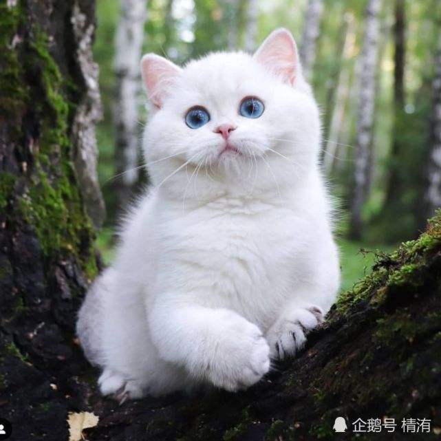 插件图片